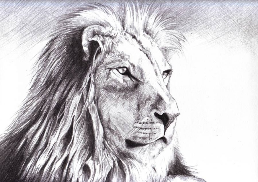 lion-drawing-pencil